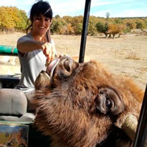 BISONTES EN LOS MONTES Estefanía Muro. Paleolítico Vivo